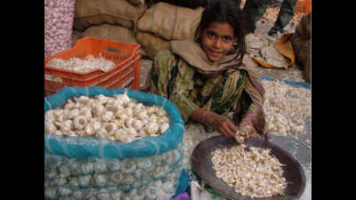 More demand for garlic; sowing doubles in Gujarat
