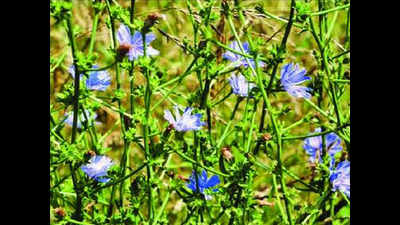 Uttarakhand to apply for patent of wonder herb after DRDO unit validates medicinal properties