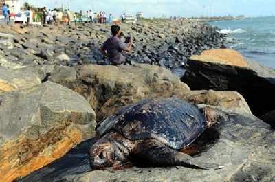 12 turtles dead, but more nestings expected this year