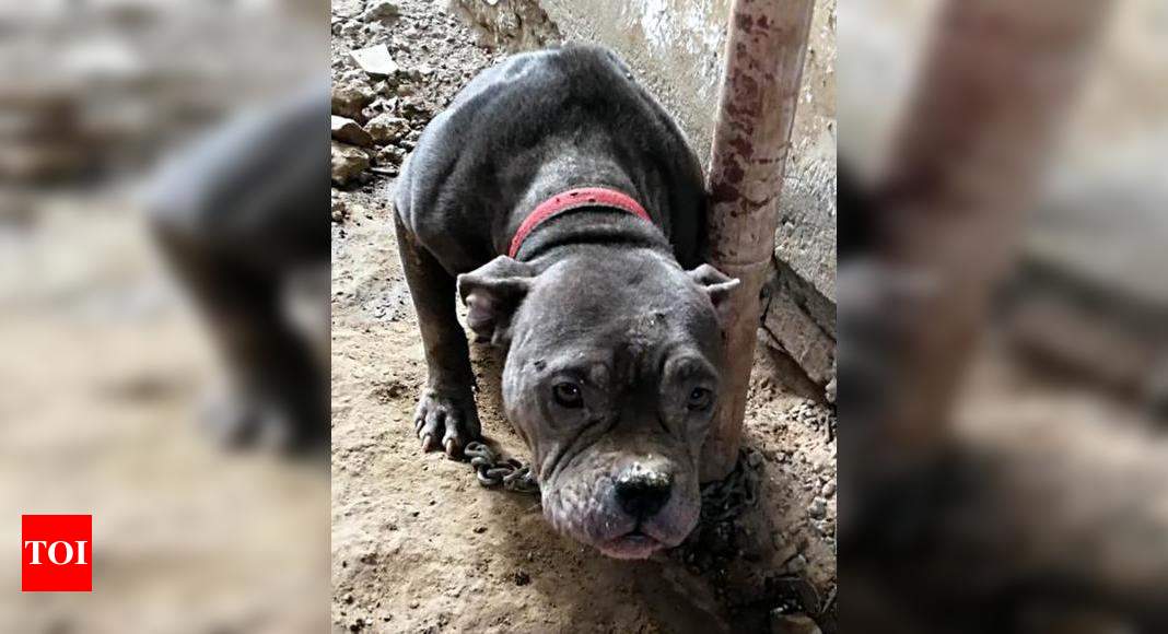 Nine Dogs Rescued From Illegal Breeding Centre But Owner