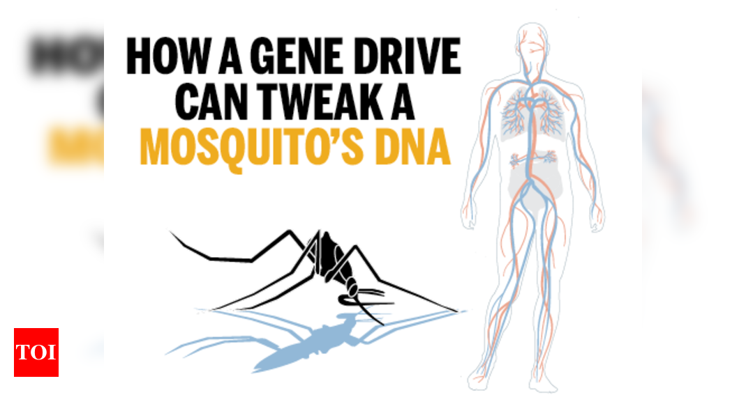 Infographic: How Gene Editing Could Soon Combat Malaria - Times Of India