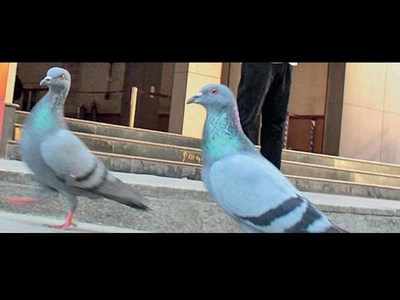 Metro Commuters Crib About Pigeons At Metro Stations Bengaluru