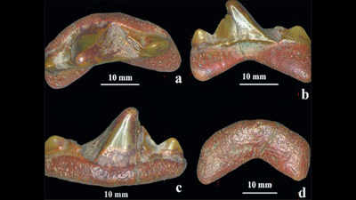 Now, geologists find shark fossil from Dhar