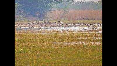 How many bird species have you spotted at Sultanpur National Park yet?