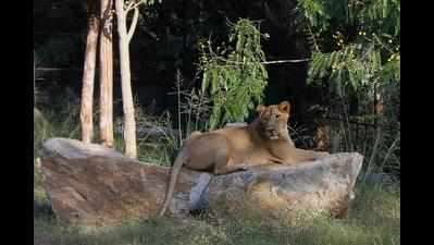 Ailing lioness at Mysuru Zoo dies