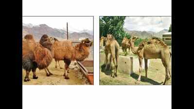 Army plans to introduce camels for patrolling LAC in Ladakh