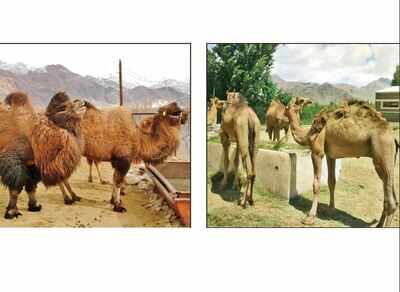 Indian Army: Army plans to introduce camels for patrolling LAC in Ladakh | Chandigarh News - Times of India Indian Army: Army plans to introduce camels for patrolling LAC in Ladakh | Chandigarh News - Times of India