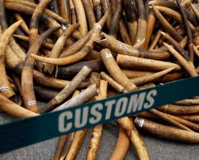 China ban on ivory sales begins Sunday, aims to curb elephant poaching
