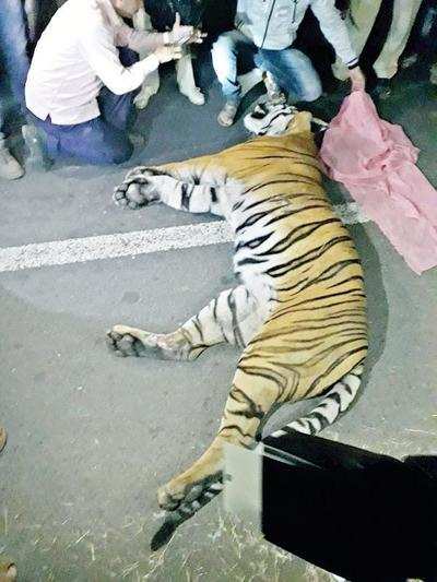 Bor tiger reserve’s dominant male Bajirao killed in hit-and-run on NH-6