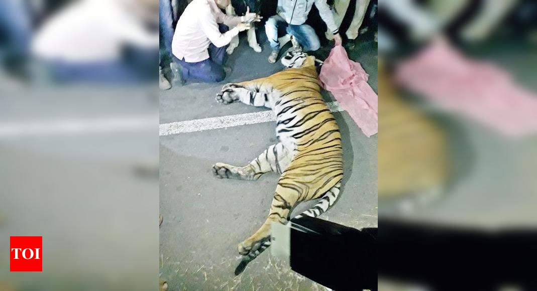 Bor tiger reserve’s dominant male Bajirao killed in hit-and-run on NH-6 ...