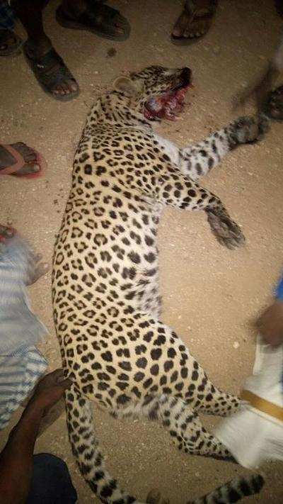Leopardess mowed down on highway near Hosapete