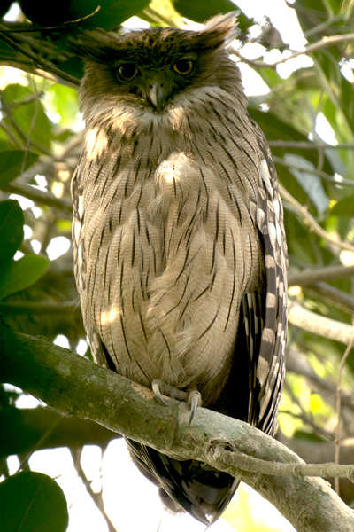 Brown Fish Owl - Narendrapur