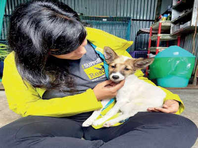 Rescue respite for animals, even late in the night | Pune News - Times of  India
