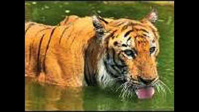 Tiger tiger burning bright in lion land?
