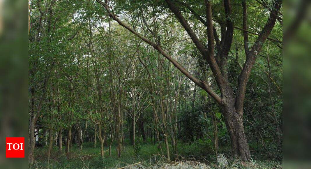 666 trees face axe for DC office complex project | Mangaluru News ...