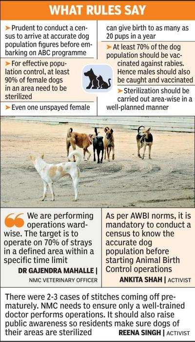 NMC restarts sterilization of strays; activists want procedure followed |  Nagpur News - Times of India