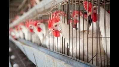 Chicken, egg sales dip by 25% due to bird flu scare