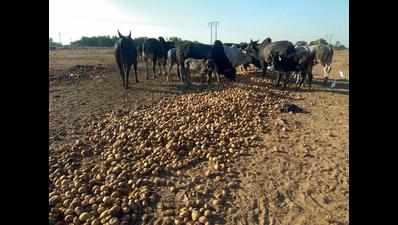 Potato farmers sell in distress
