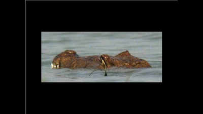 Marsh crocodile spotted in Malda after decades
