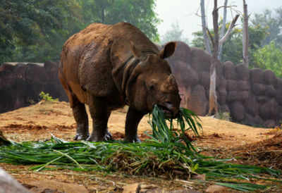 Manas National Park to get three rhinos
