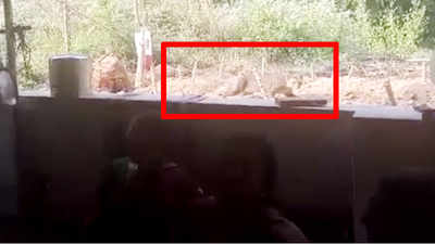 Leopard found dead in Kozhikode, Kozhikode