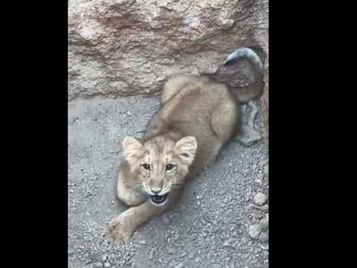 Lion cub rescued from 10-ft pit