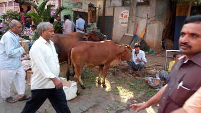 Police over seeing cow feeders ?