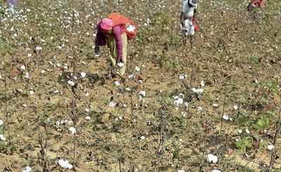 Amid groundnut woes, Gujarat govt gets cotton breather