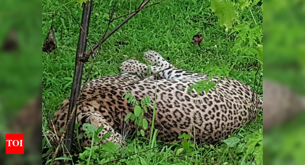 Leopard found dead near Karad | Kolhapur News - Times of India