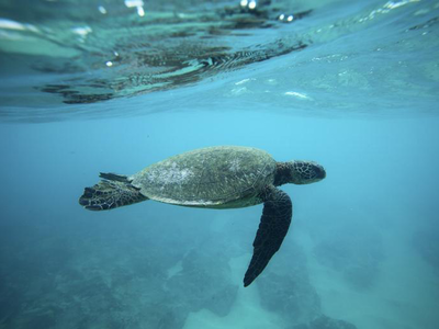 Warming turning major sea turtle population female: Study