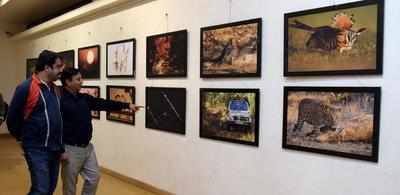 Incredible pictures adorn wildlife photo exhibition | Nagpur News - Times  of India