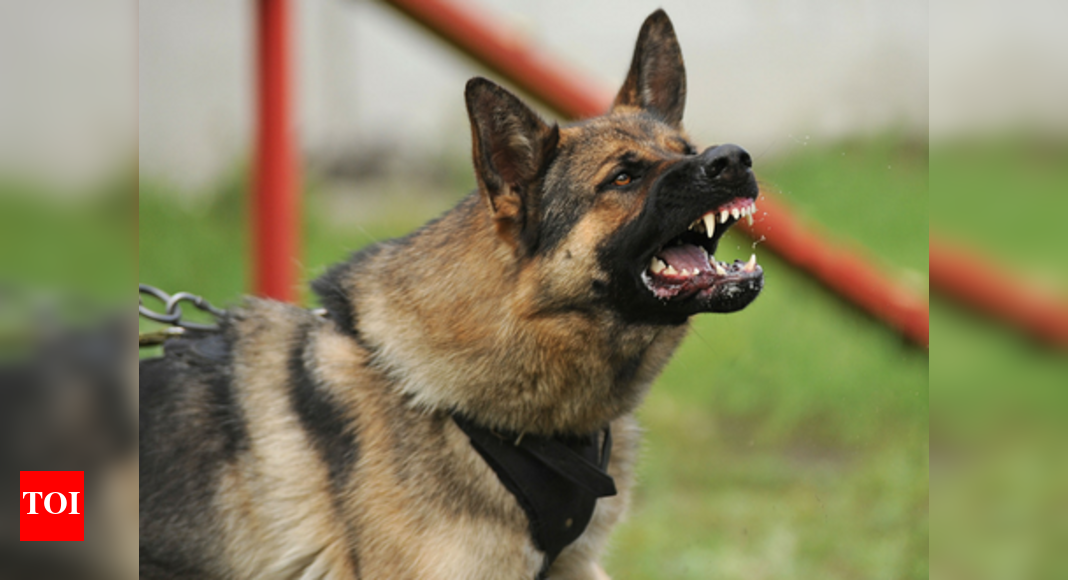 Is your pet dog turning aggressive? Here’s what you need to know