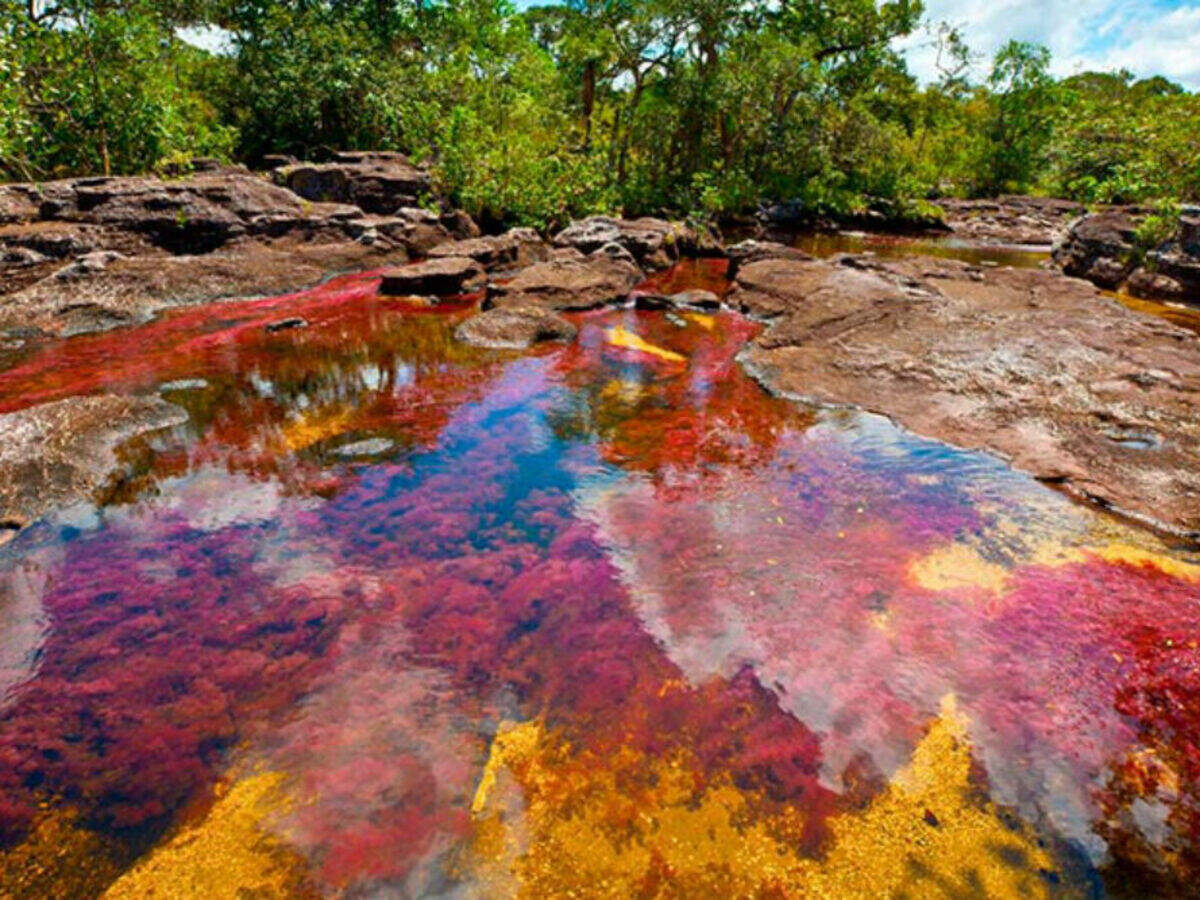 Rainbow River in Colombia might be your ideal holiday destination for