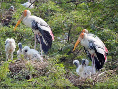 Bhitarkanika park registers rise in number of winged guests