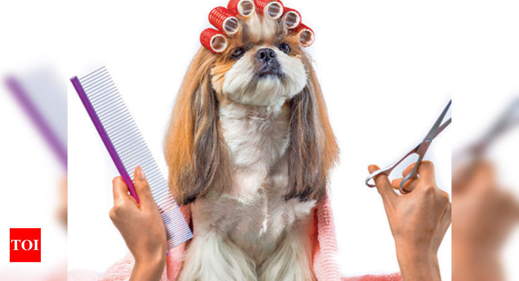 Pampering your dogs is actually bad for them - Times of India