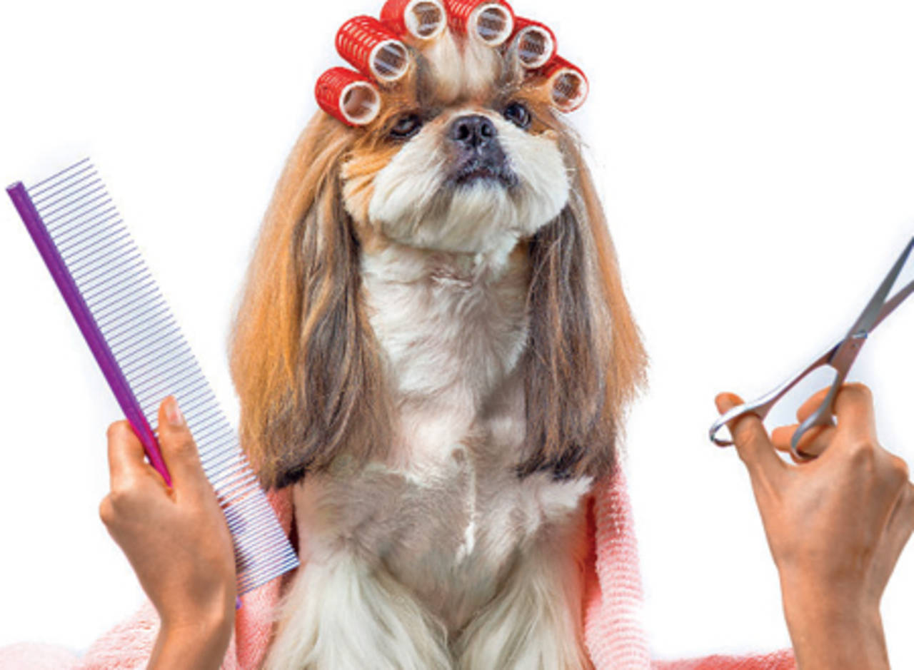 It's truly a dog's life for pampered pets