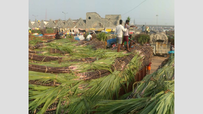 Pongal: 70 truckloads of sugarcane arrive in Chennai, prices 25% less than last year