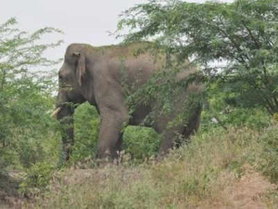 Workshop stresses on birth control of wild elephants