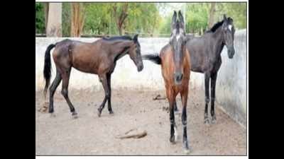 Delhi bans entry-exit of horses and mules