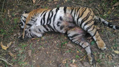 MP: Tigress poached in Seoni jungles, 29th in 13 months