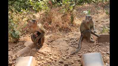 Jaipur: Body of 11 monkeys found stuffed in bags