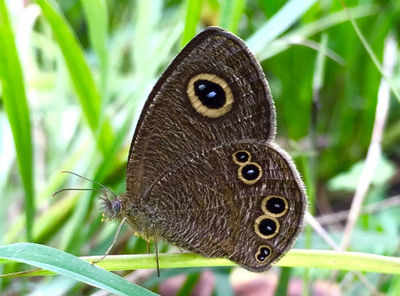 New moth species discovered in Arunachal Pradesh