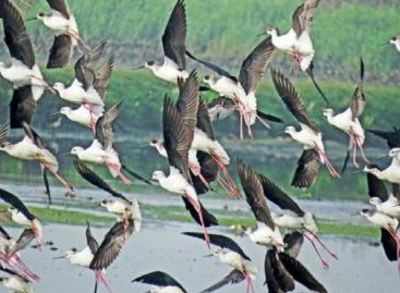135% increase in number of water birds at Najafgarh jheel: Census