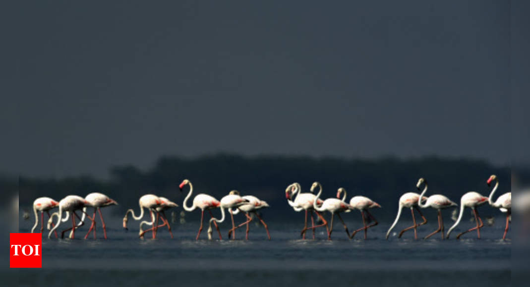 Flamingo Life In Paradise Trolling