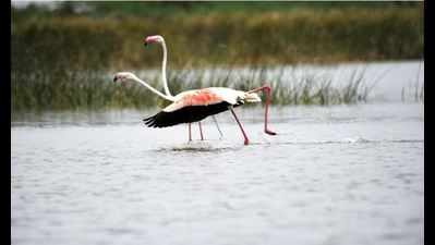 Flamingos yet to arrive at Nalsarovar