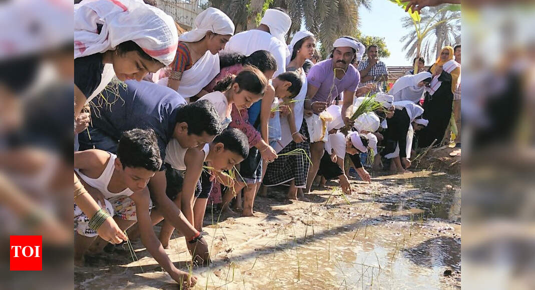 A green paddy field in the sands of Sharjah | Kochi News - Times of India