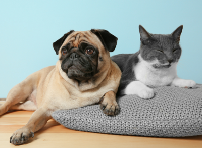 Cats vs. dogs: Who is a better pet?