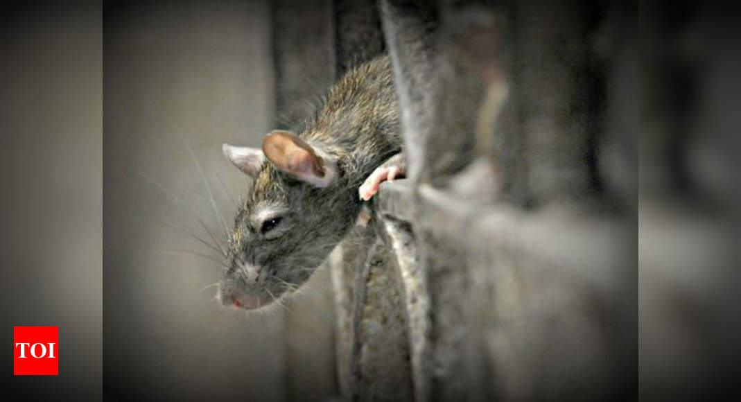 rats  Know the rats that live around you - Telegraph India