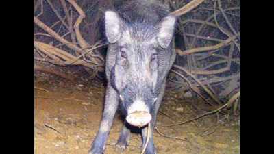 In open-defecation free village, boar attacks woman relieving herself in open