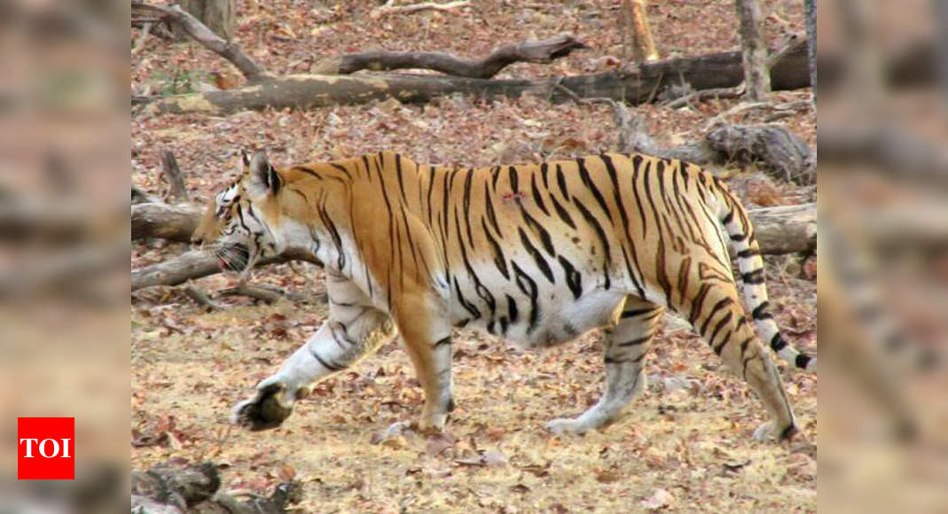 Madhya Pradesh: Wanna step into tiger's lair? You are invited | Indore ...